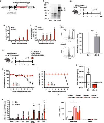 An attenuated vaccinia vaccine encoding the severe acute respiratory syndrome coronavirus-2 spike protein elicits broad and durable immune responses, and protects cynomolgus macaques and human angiotensin-converting enzyme 2 transgenic mice from severe acute respiratory syndrome coronavirus-2 and its variants